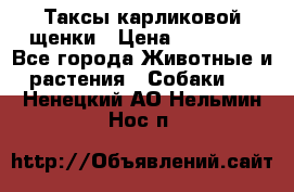 Таксы карликовой щенки › Цена ­ 20 000 - Все города Животные и растения » Собаки   . Ненецкий АО,Нельмин Нос п.